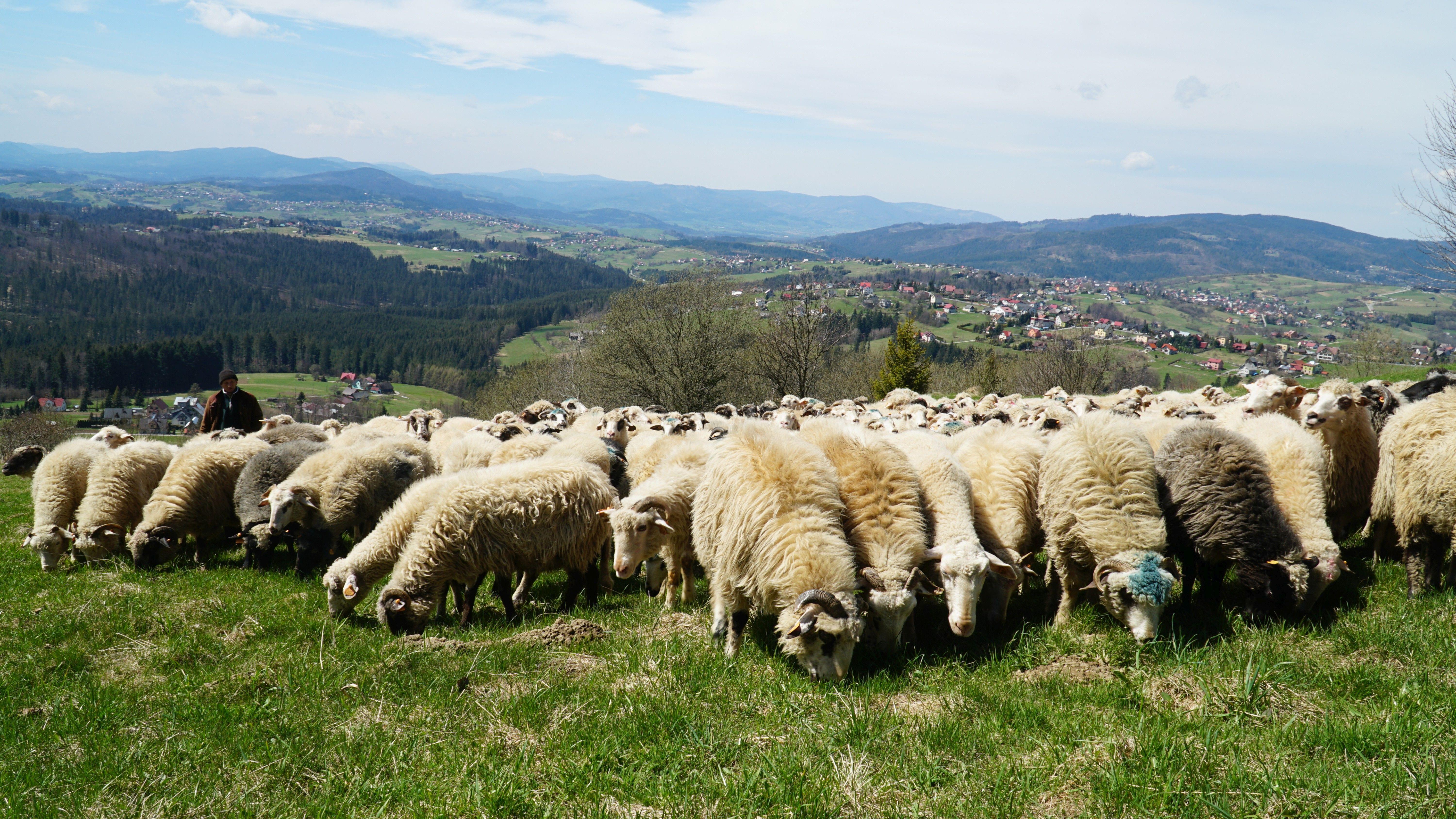 Kierdel owiec wraz z pasterzem na stokach góry. W tle panorama Trójwsi Beskidzkiej.