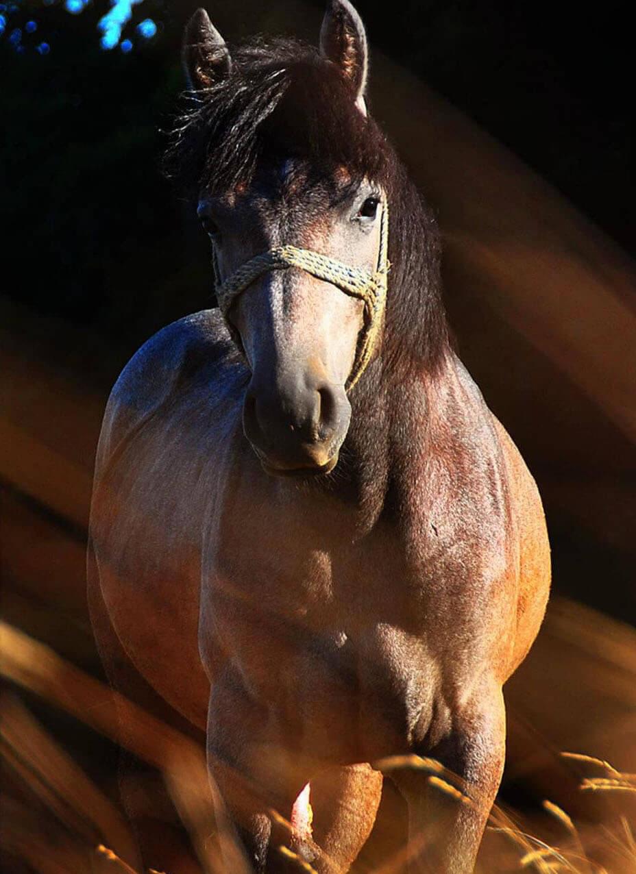 Koń w artystycznym ujęciu, widziany od frontu w świetle zachodzącego słońca.