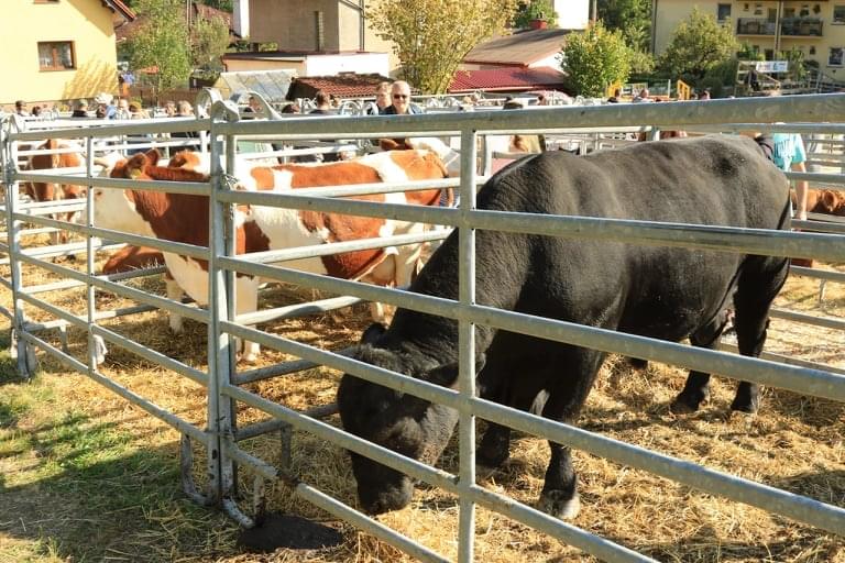 Pokaz bydła na otwartej przestrzeni. Zwierzęta odgrodzone są od publiczności żelaznymi
parkanami.