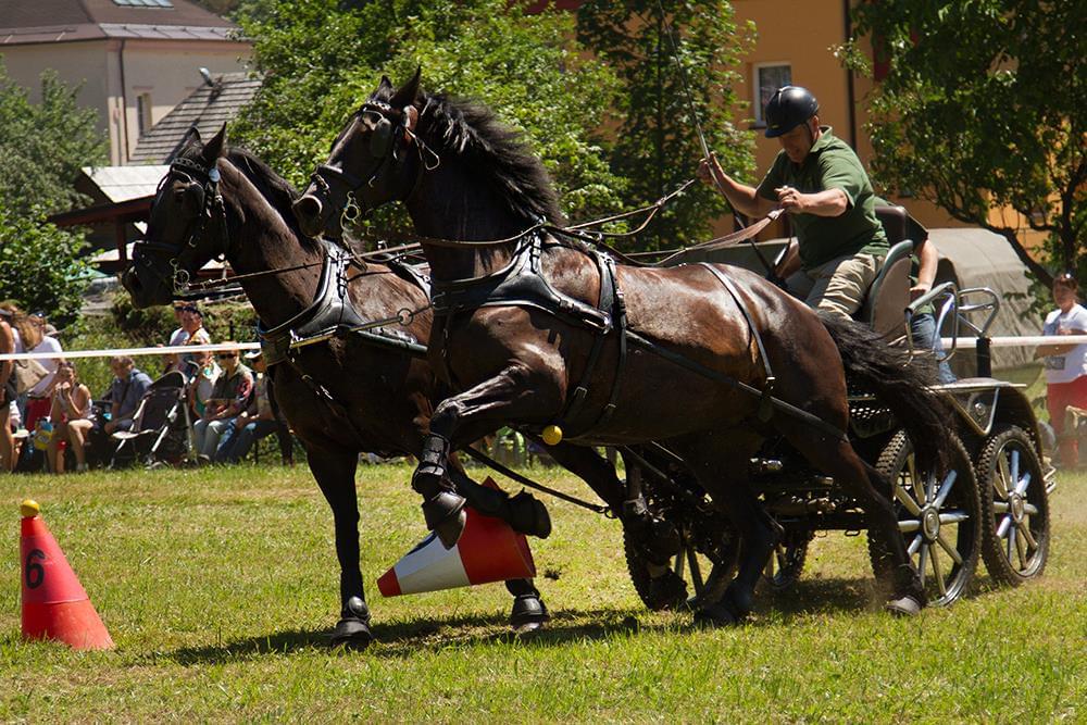 Powożący w czarnym kasku siedzący w sportowym powozie pogania batem parę kasztanowych
koni w trakcie zawodów slalomowych.