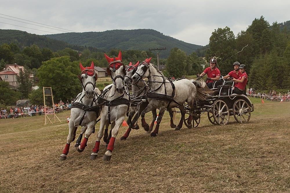Trzech zawodników powozi czwórkę koni w zawodach slalomowych.