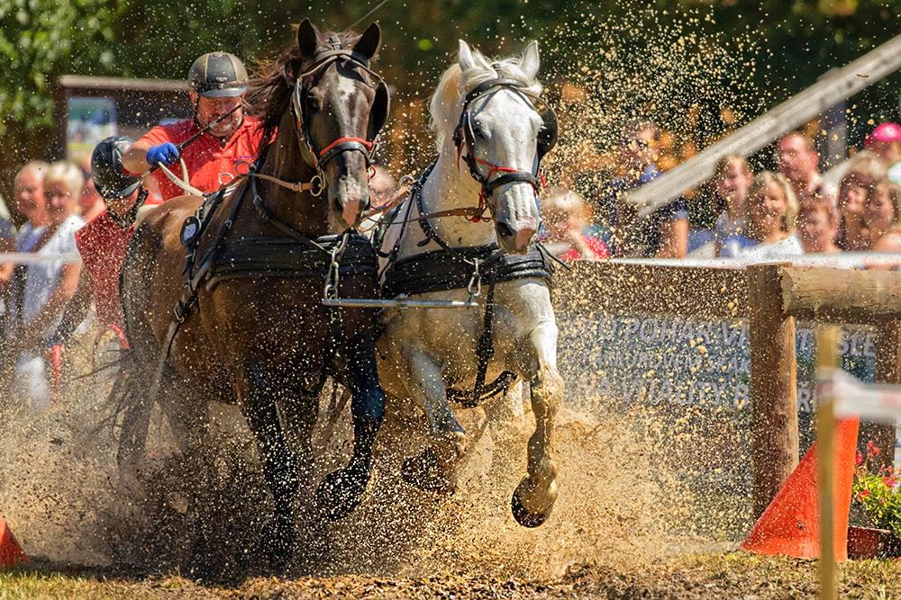 Para koni wzburza tumany piasku w trakcie przejazdu.
