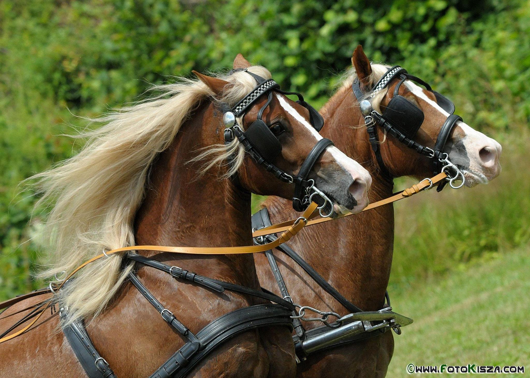 Piękna para koni o jasno-kasztanowym umaszczeniu w pełnym rynsztunku.