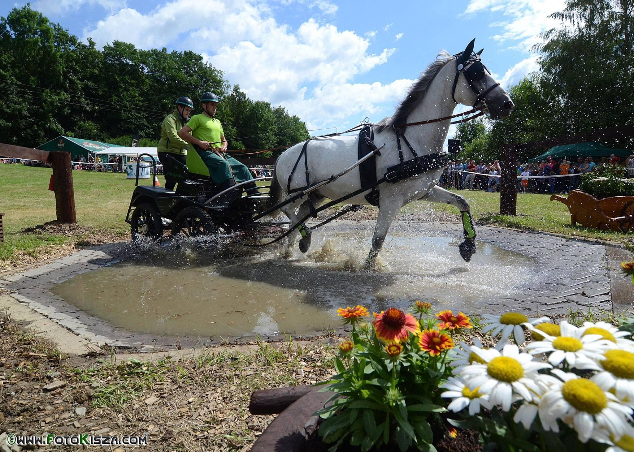 Biały koń powożony przez dwójkę zawodników przejeżdża przez wodną przeszkodę.