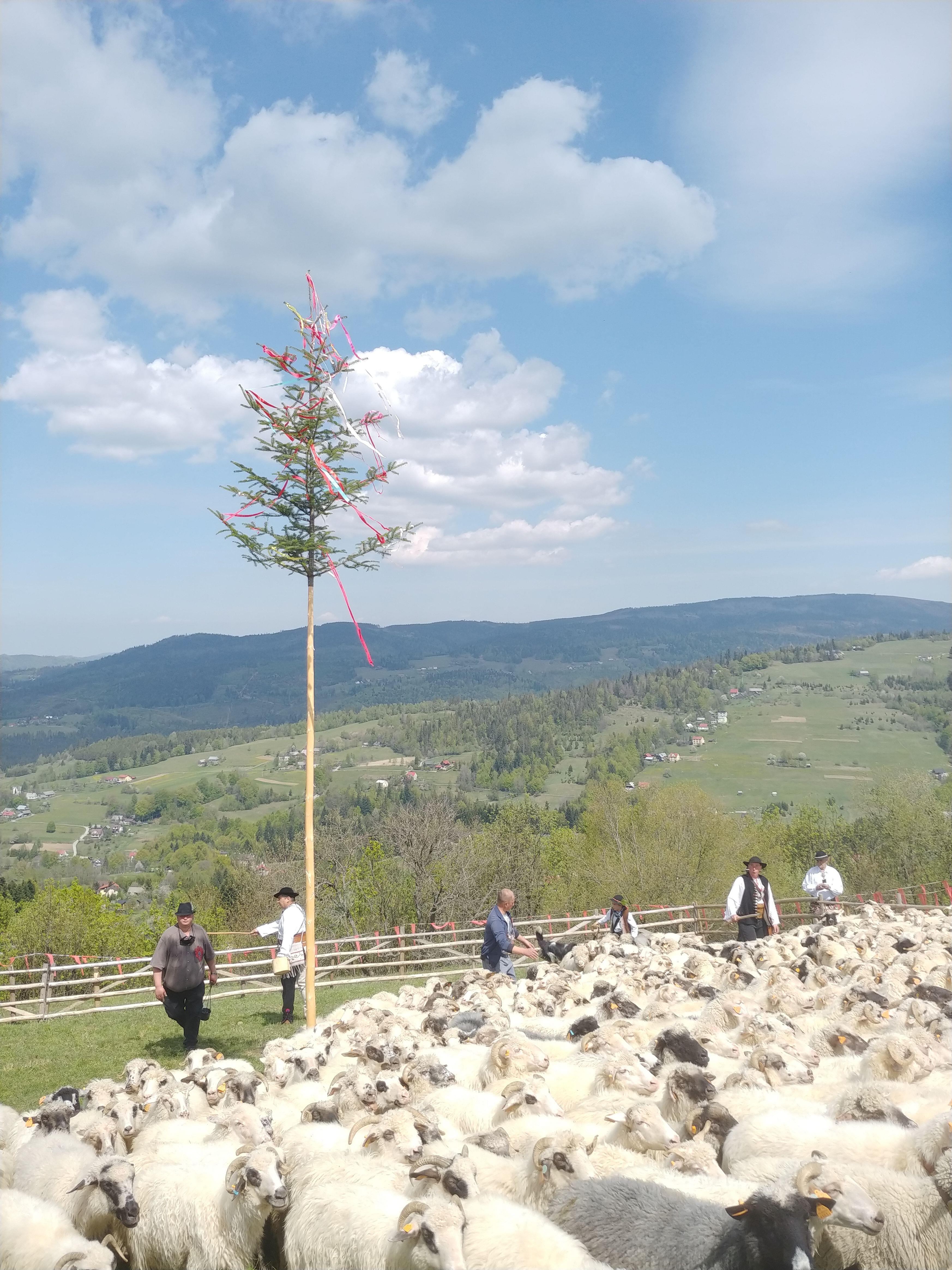 Miyszani Owiec – rozpoczęcie sezonu wypasu owiec na istebniańskich halach. Na pierwszym
planie stado owiec, z tyłu górale i pasterze. Nad wszystkim góruje tradycyjny moiczek.