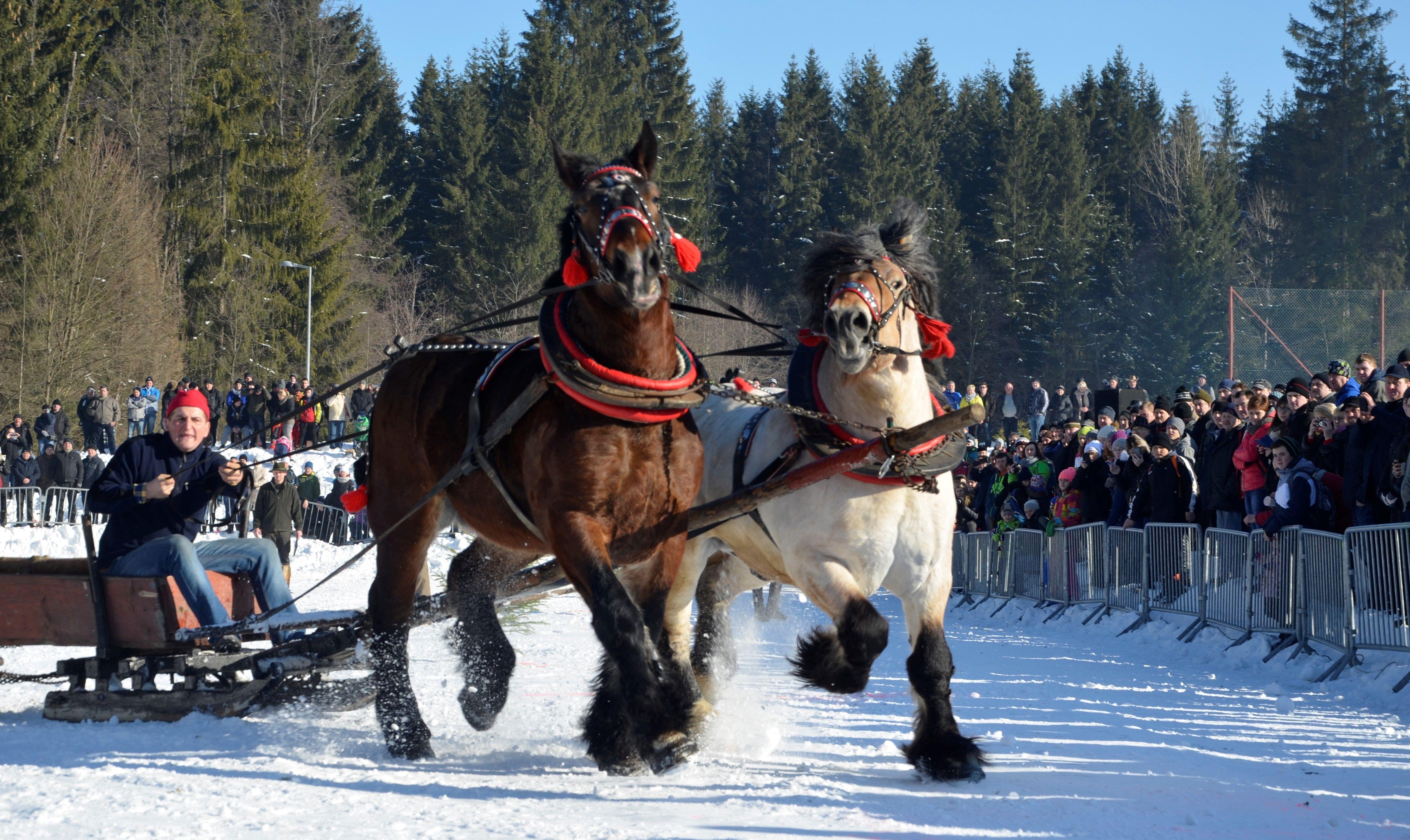 Zimowe Zawody Furmanów. Furman powozi sanie zaprzątnięte w parę koni. Za ogrodzeniem
licznie zgromadzona publiczność.